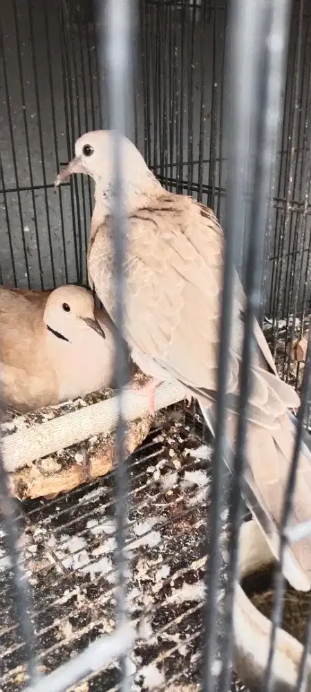 Anakan cuhu jantan anak tunggal