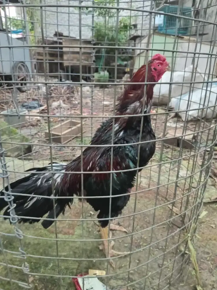 Ayam bangkok klasik