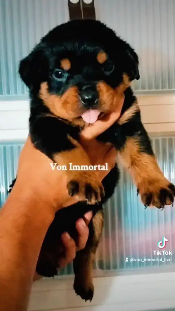 Rottweiler Jantan Betina