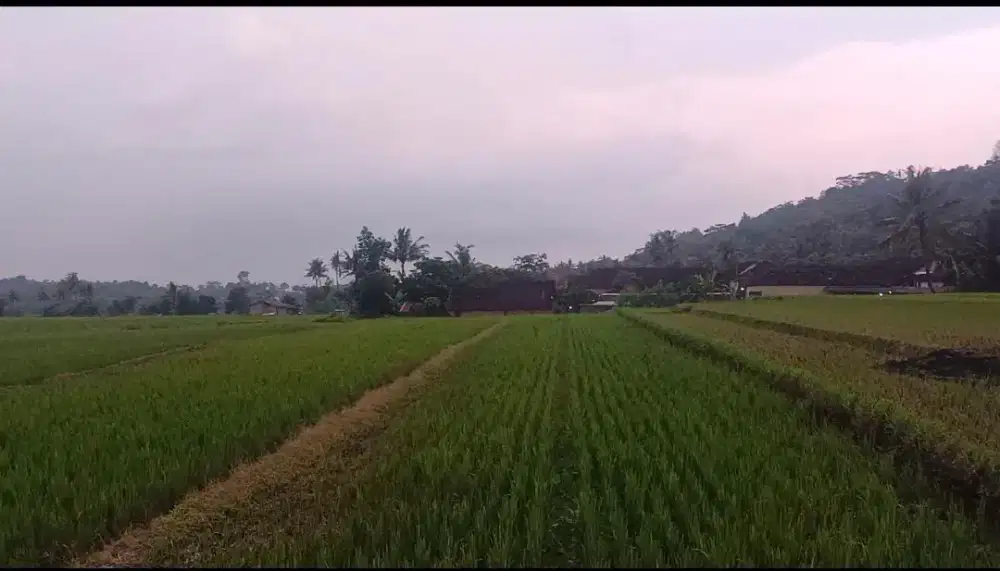 Dijual Sawah murah boyolali