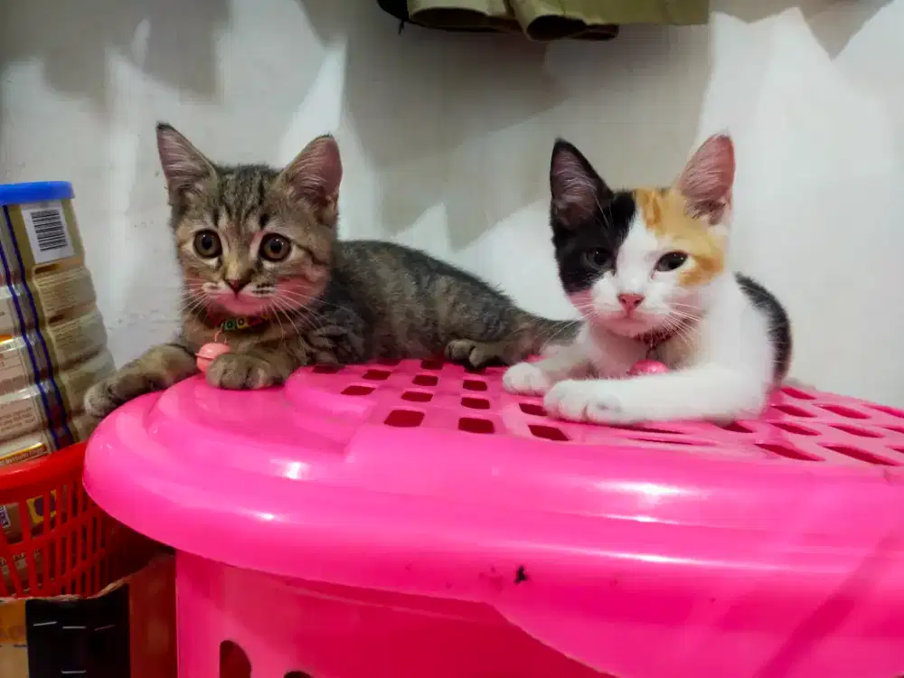 Open adopsi kucing kitten mixdom