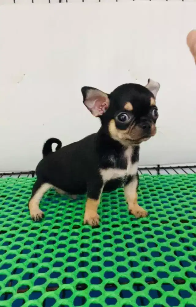 ANJING CHIHUAHUA APPLE HEAD