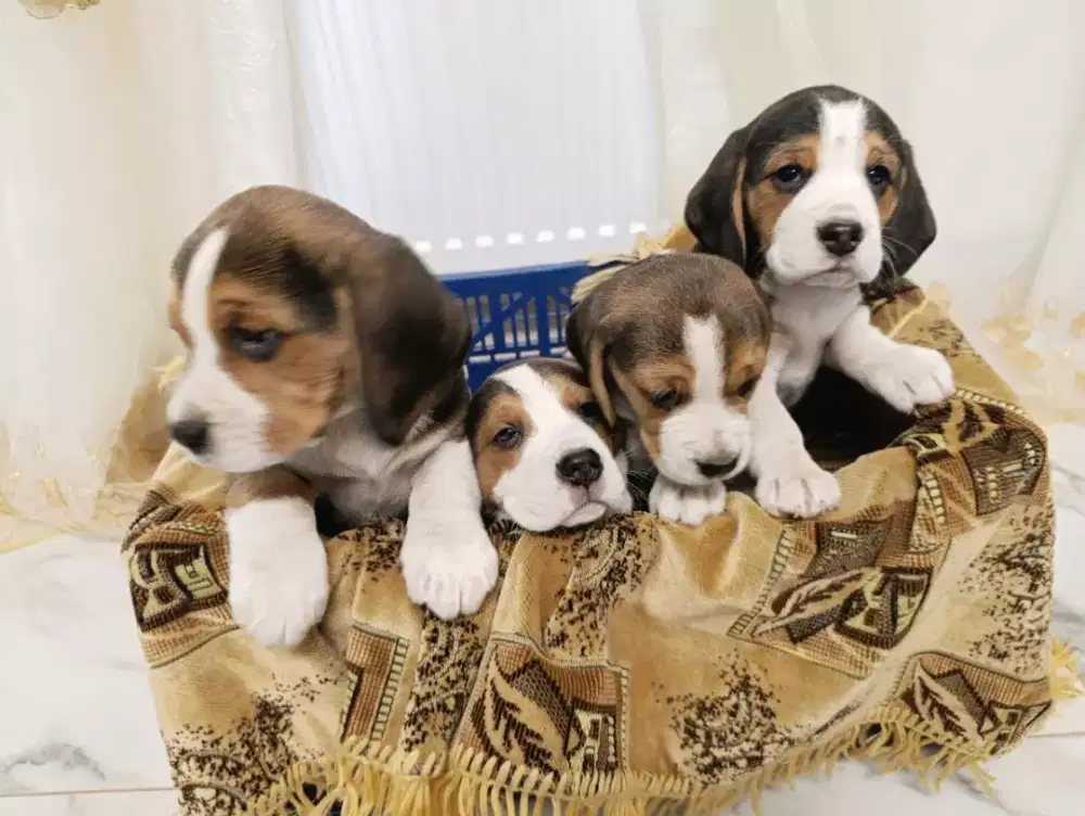 ANJING BEAGLE TRICOLOR