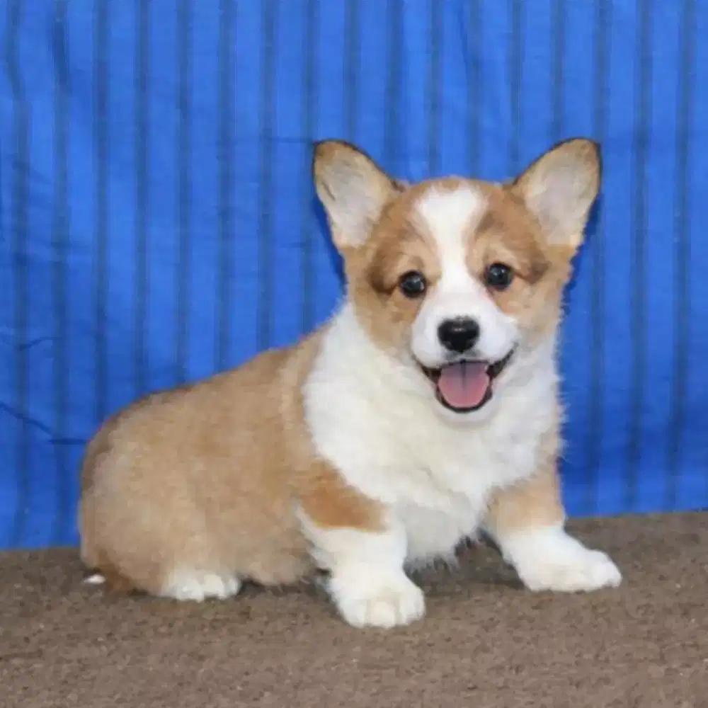 ANJING CORGY WARNA SABLE