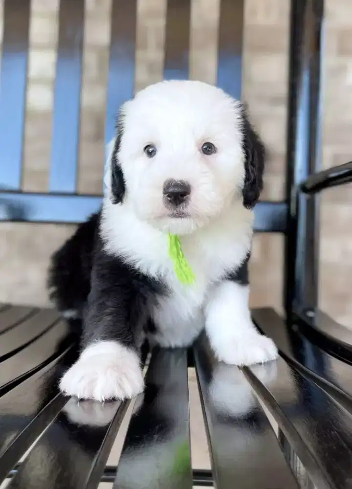 ANJING MALTIPOO BLACK WHITE