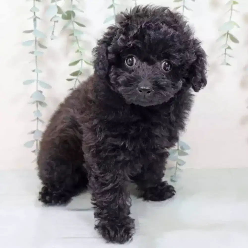 ANJING POODLE TOY HITAM