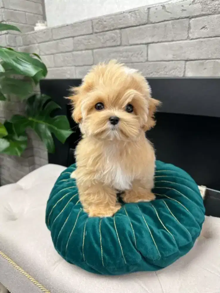 ANJING MALTIPOO CUTE