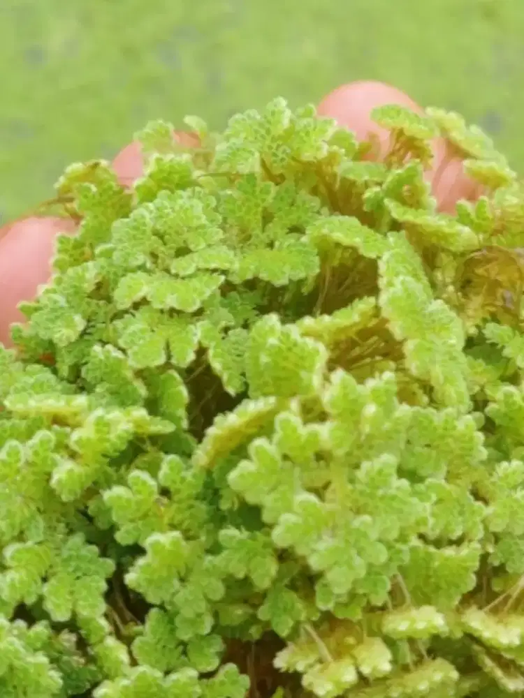 Azola u pakan ternak