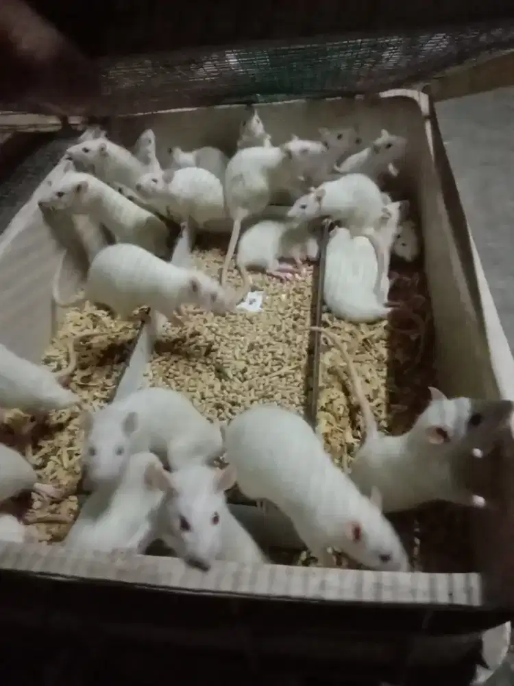 Tikus putih rat small 51-80 gr