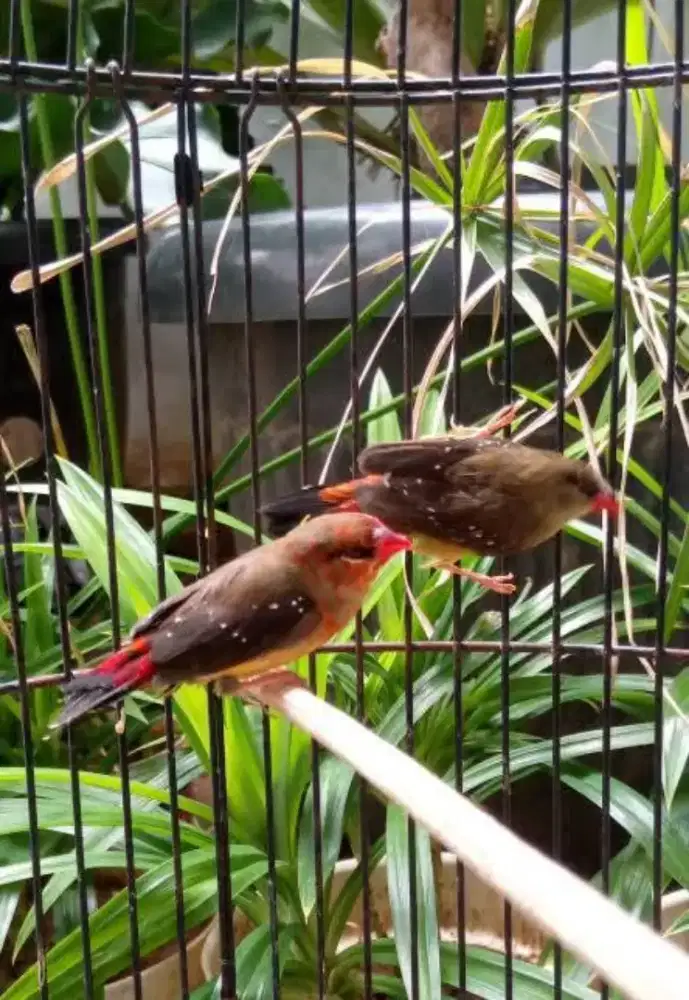 Strawberry finch emprit geni emprit benggala