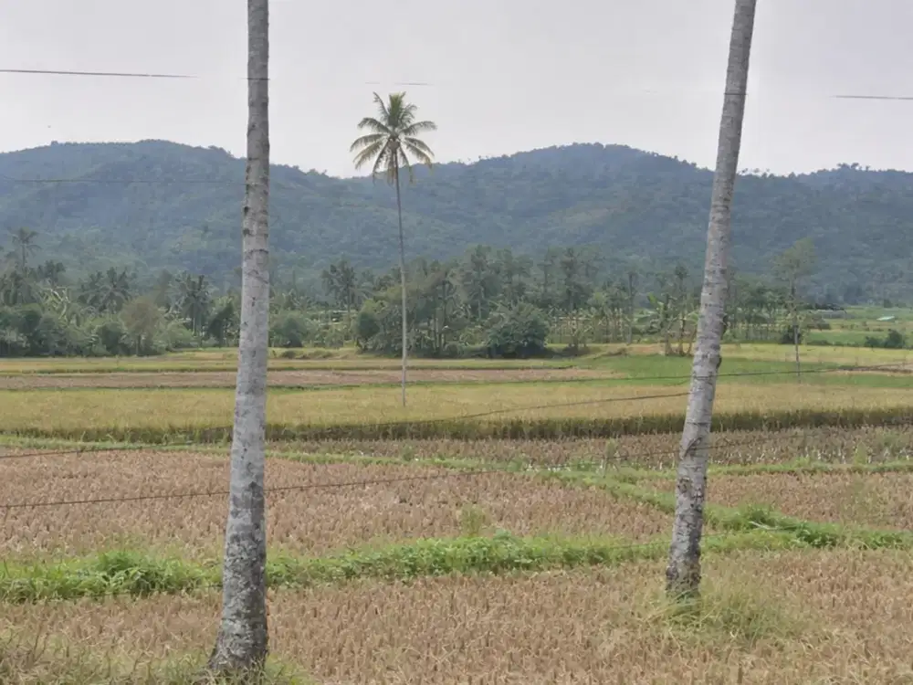 tanah murah dekat pantai Selong belanak lombok