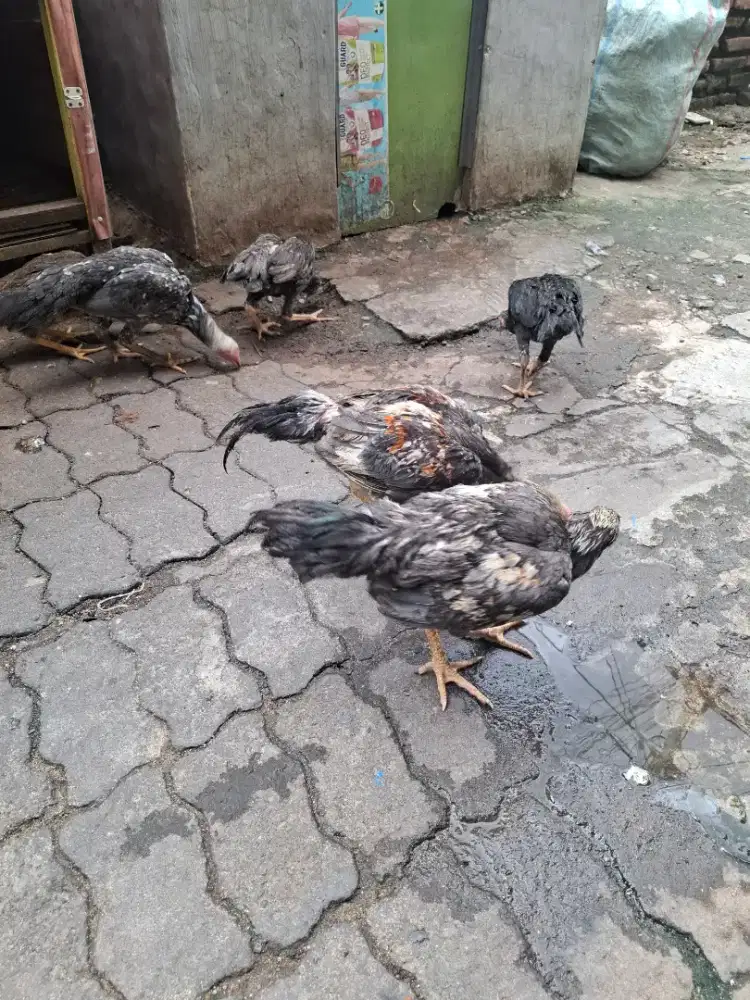 Ayam jantan dan betina