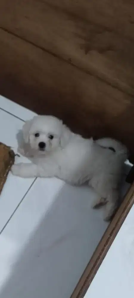 bichon frise jantan betina