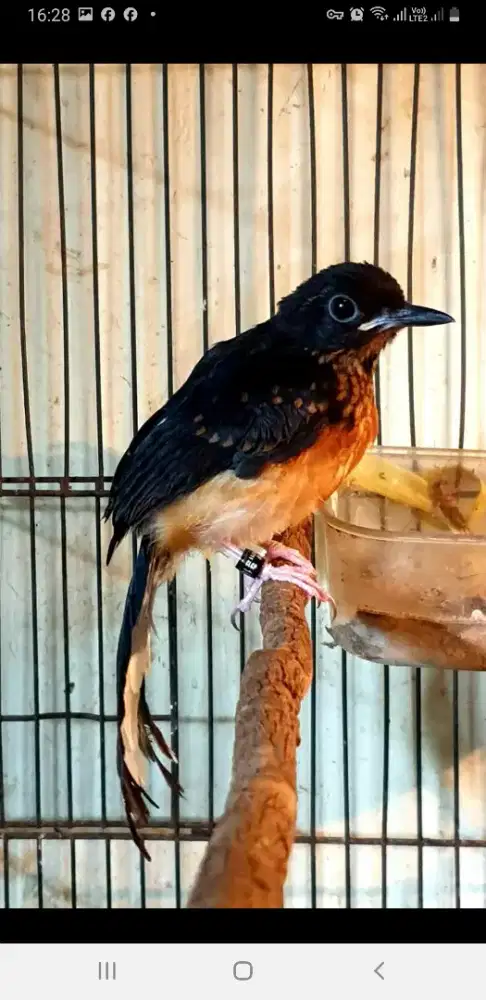 Trahan ekor melengkung