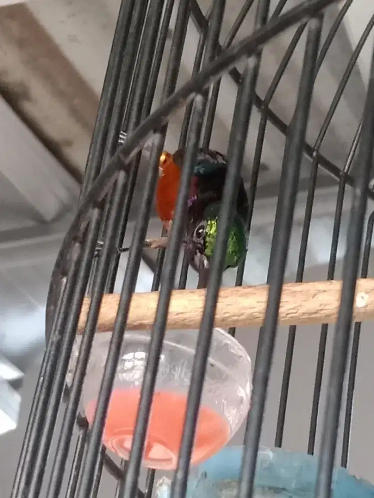 Burung konin gacor cetrekan