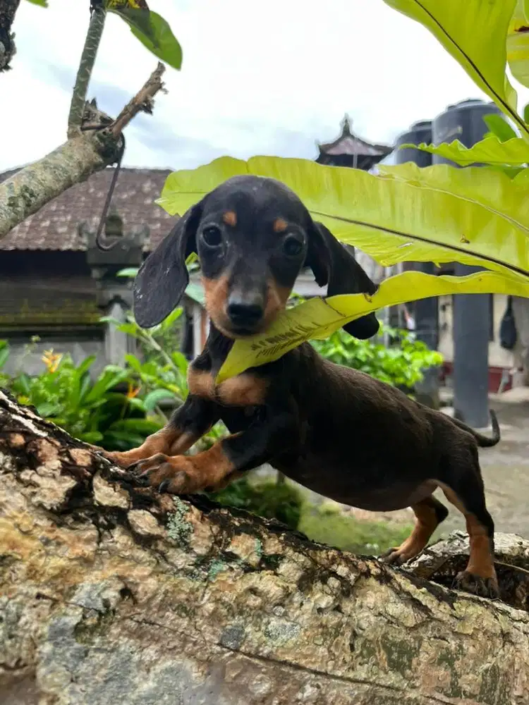 tekkel betina cantik