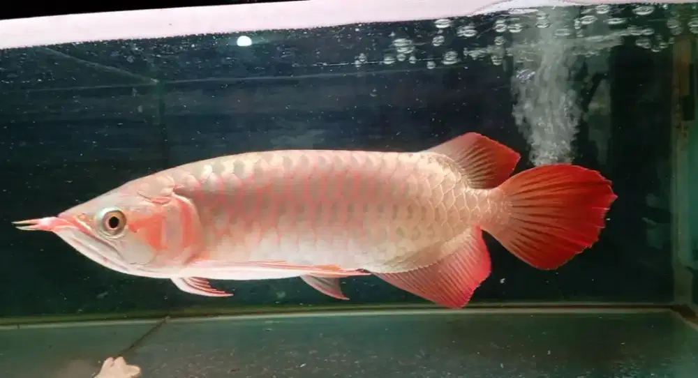 Arwana super red 33cm