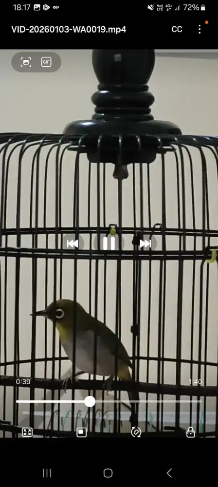 Kacamata auri fullset