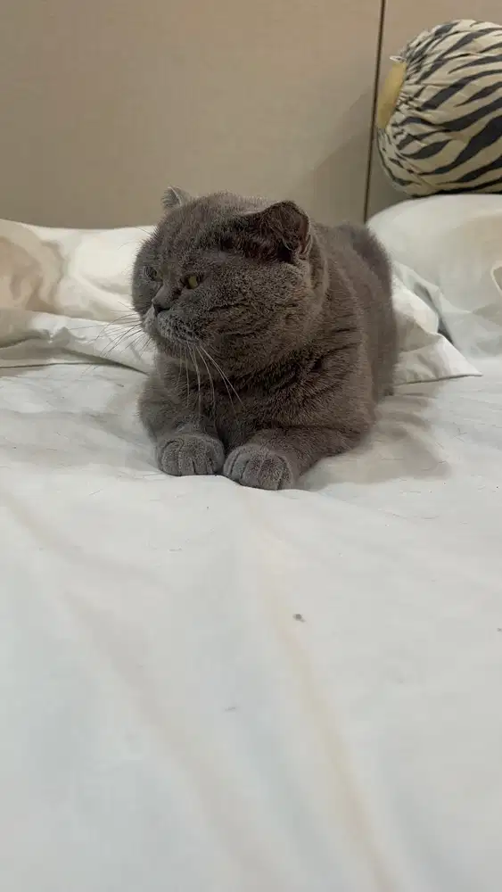 Scottish Fold Blue Ped WCF Betina