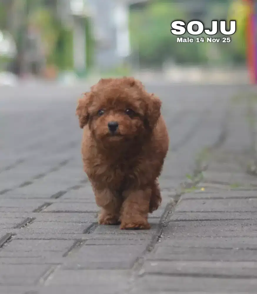 Tiny Poodle red jantan 2 ekor