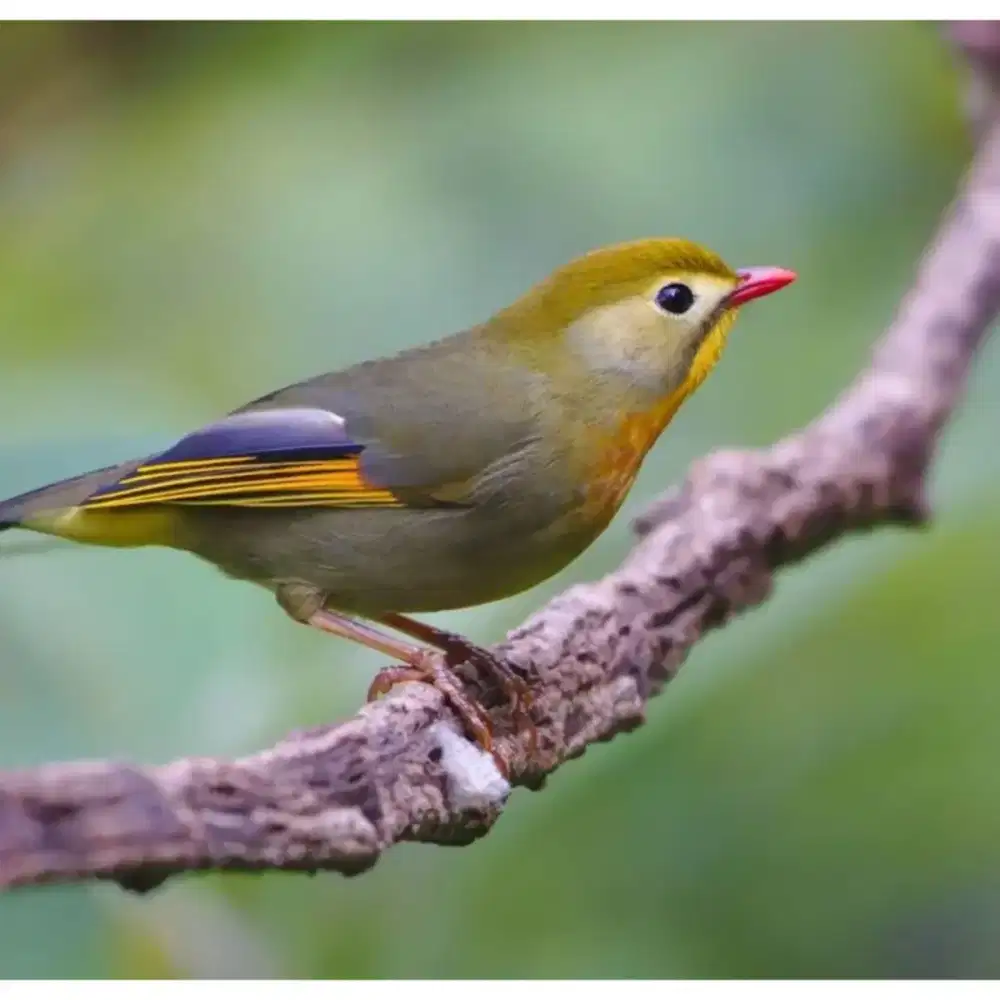 Robin pilihan Jantan