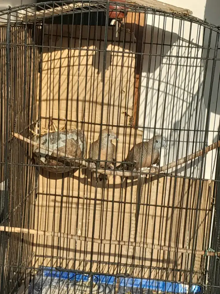 Jual sepasang perkutut lokal