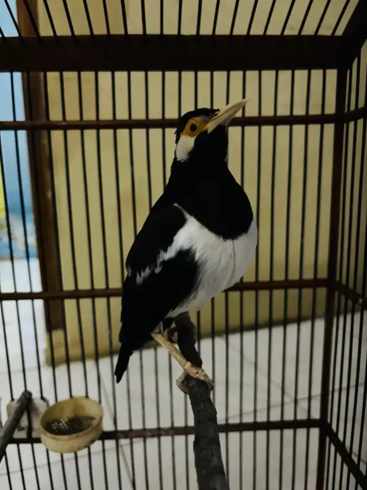 Jalak Suren Sudah Mompa Garuda