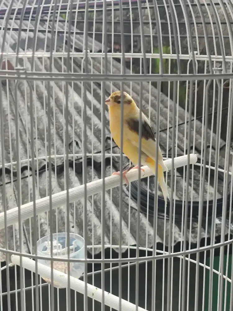 Dijual kenari seri AF warna kuning bon simetris fullset