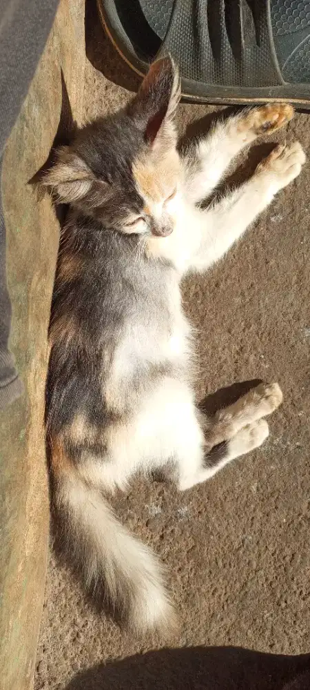 Kucing anggora anakan