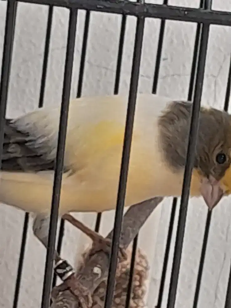 Burung kenari betina af