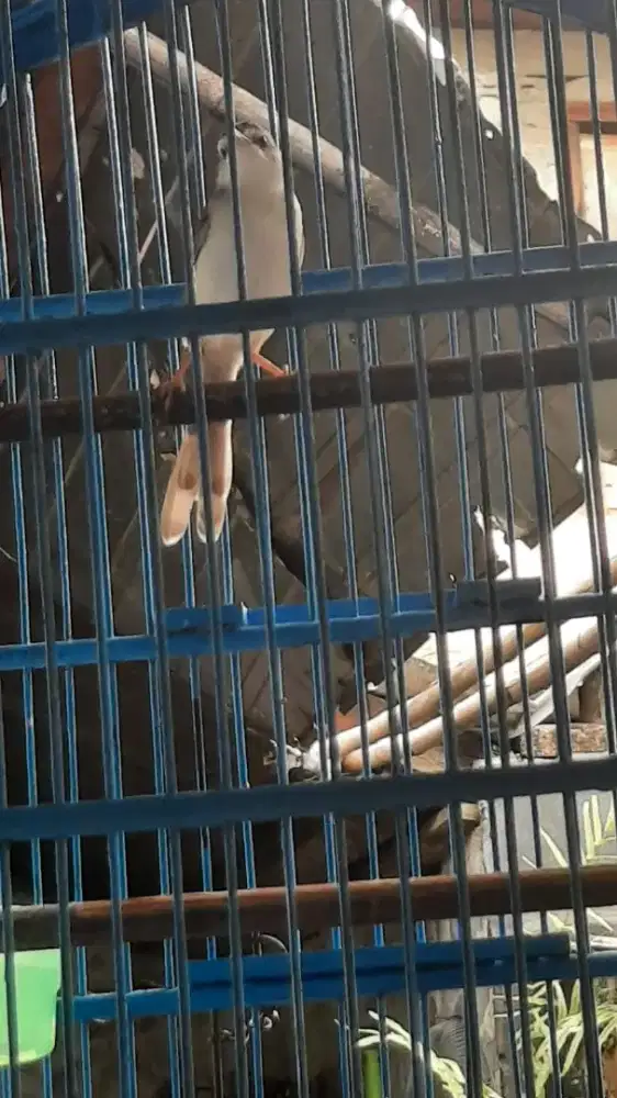 Jual fullset ciblek sawah gacor