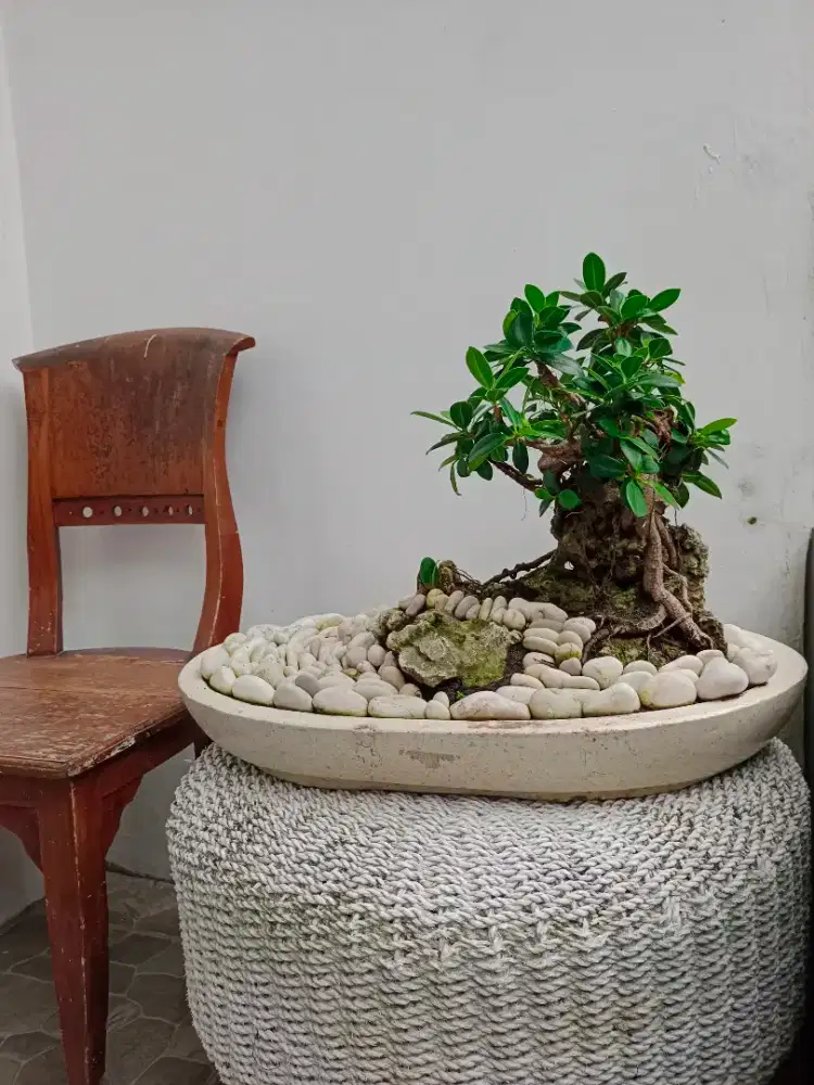 jual bonsai beringin dollar yg tumbuh dibantu karang.