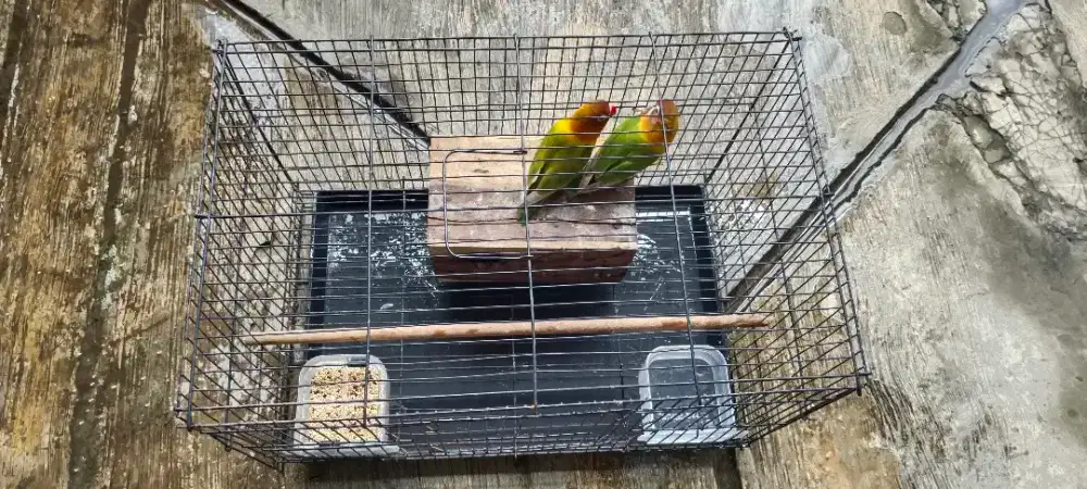 Burung Lovebird Pasjo Sepasang