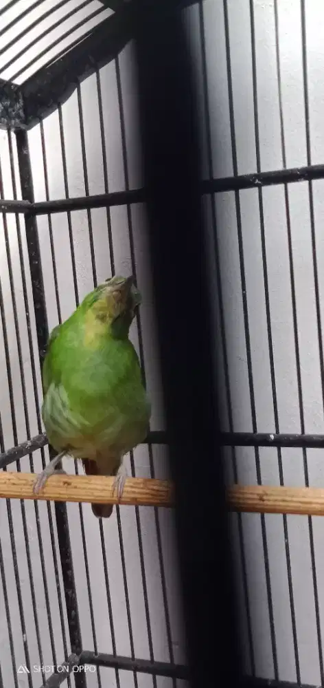 Murai daun pisang yg punya filing aja burja nett