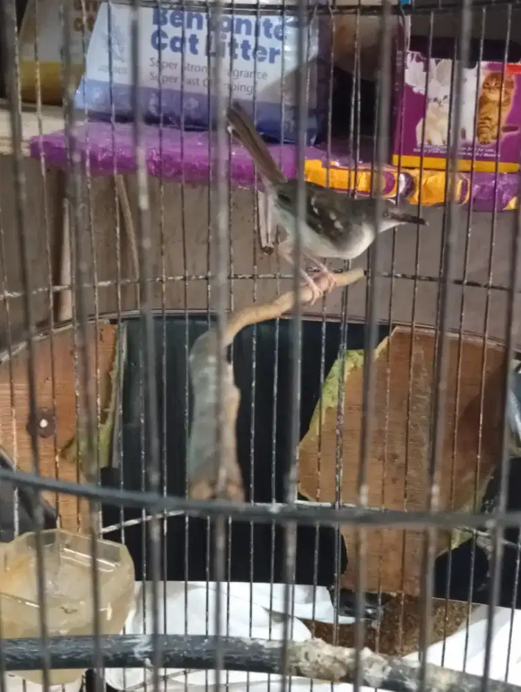 Burung Ciblek kristal rajin bunyi