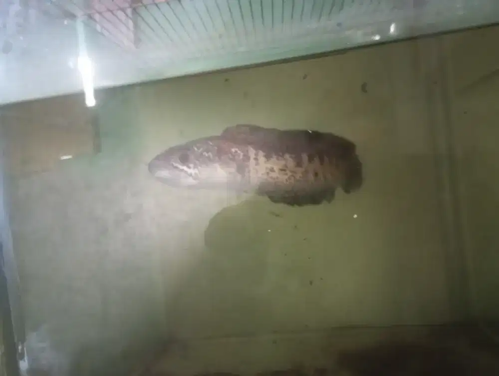 Chana Auranty size 28