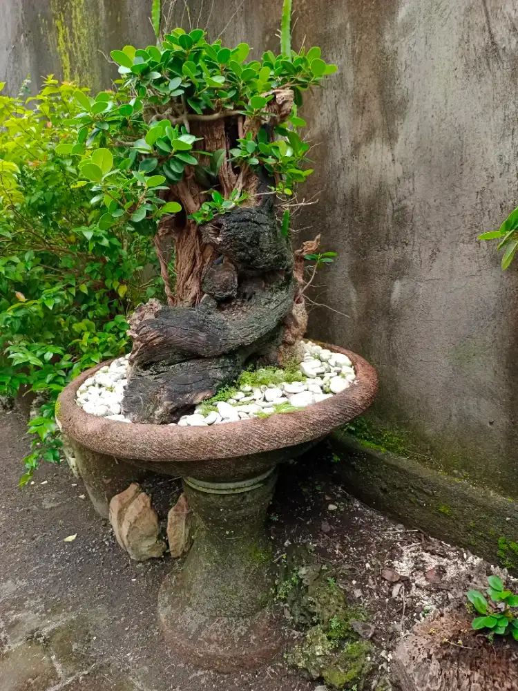 dijual bonsai beringin dollar dan pohon dewandaru.