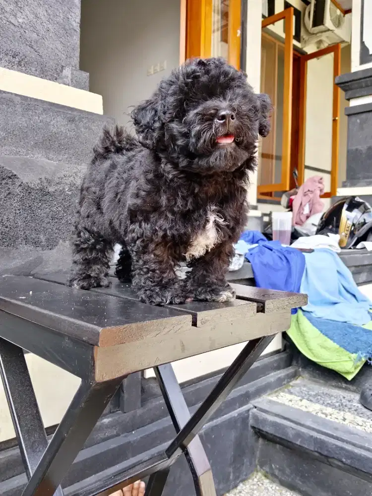 Di jual anakan Poddle