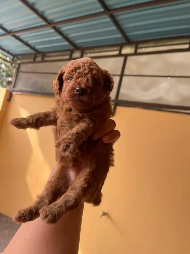 Puppy Toy Poodle Superkriwul