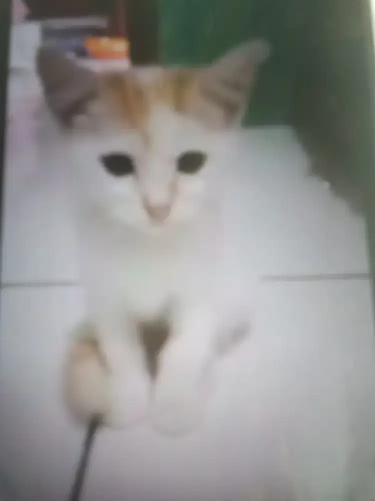 Kitten Persia Mixdome