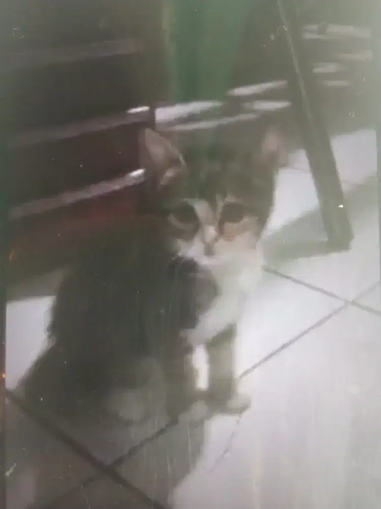 Kitten Persia mixdome