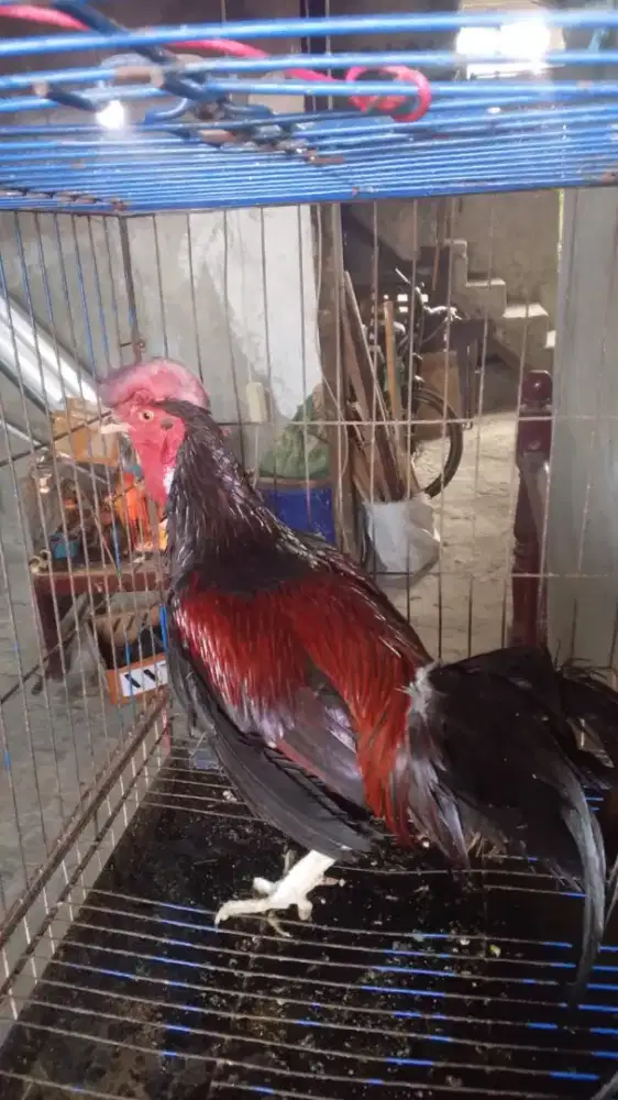 Ayam bekisar klungsu