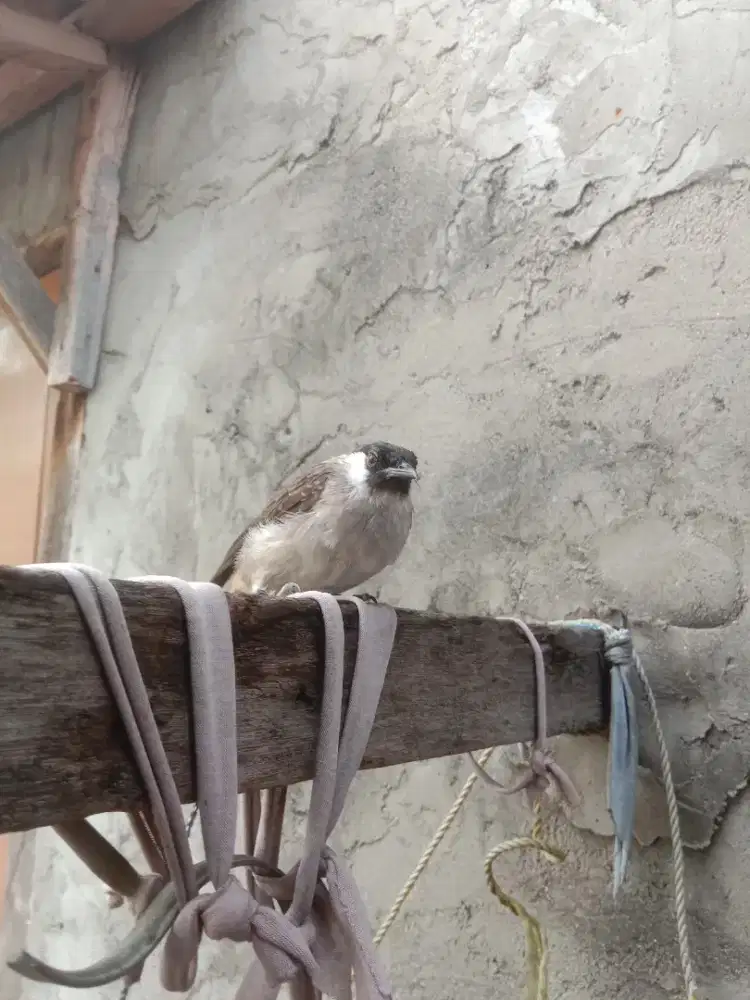 Kutilang jinak total