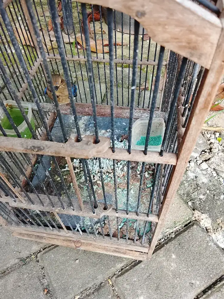 Jual burung tledekan laut