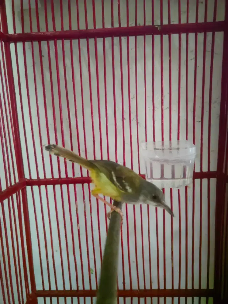 Prenjak putih murmer