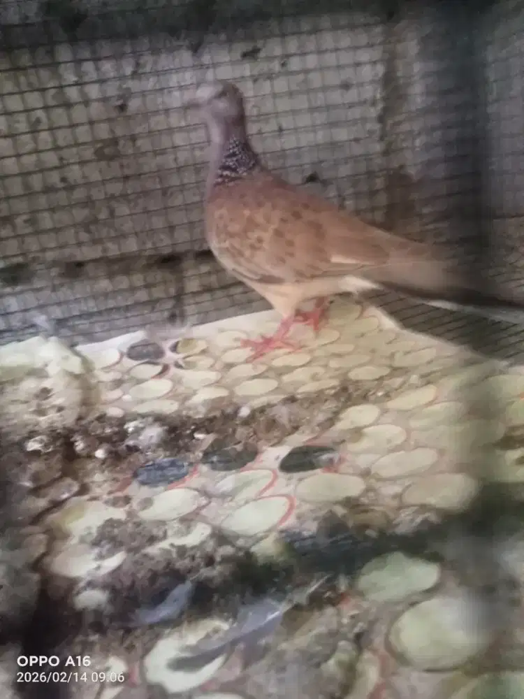 Tekukur MKH kuk 1s2 bethina