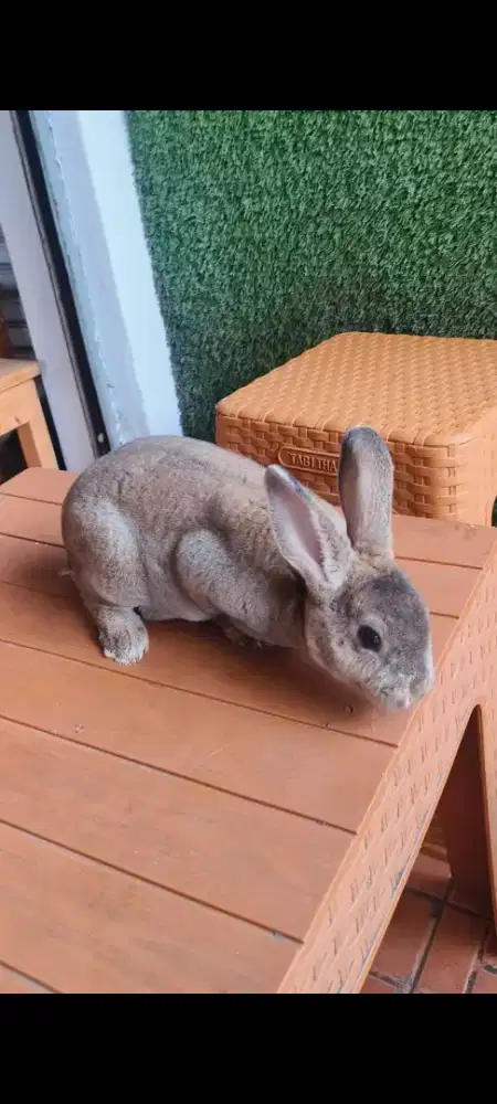 Anakan Kelinci Minirex