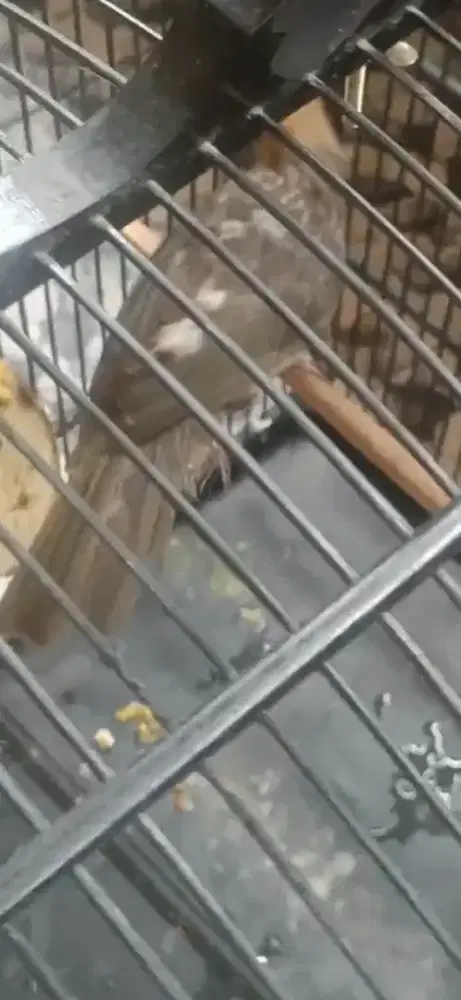 Cucak rowo blorok di punggung usia 1,5th