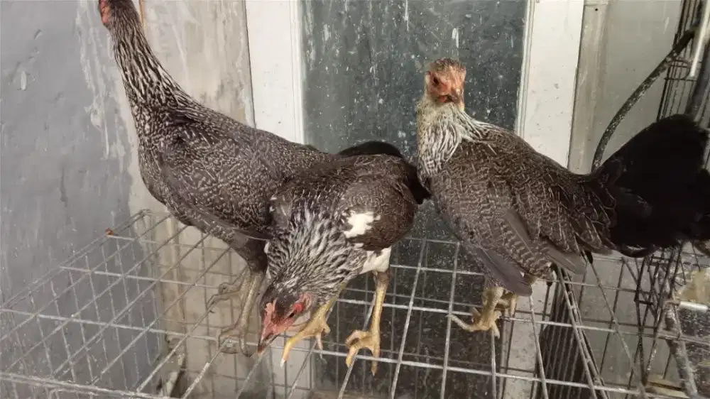 Ayam ketawa durasi betina