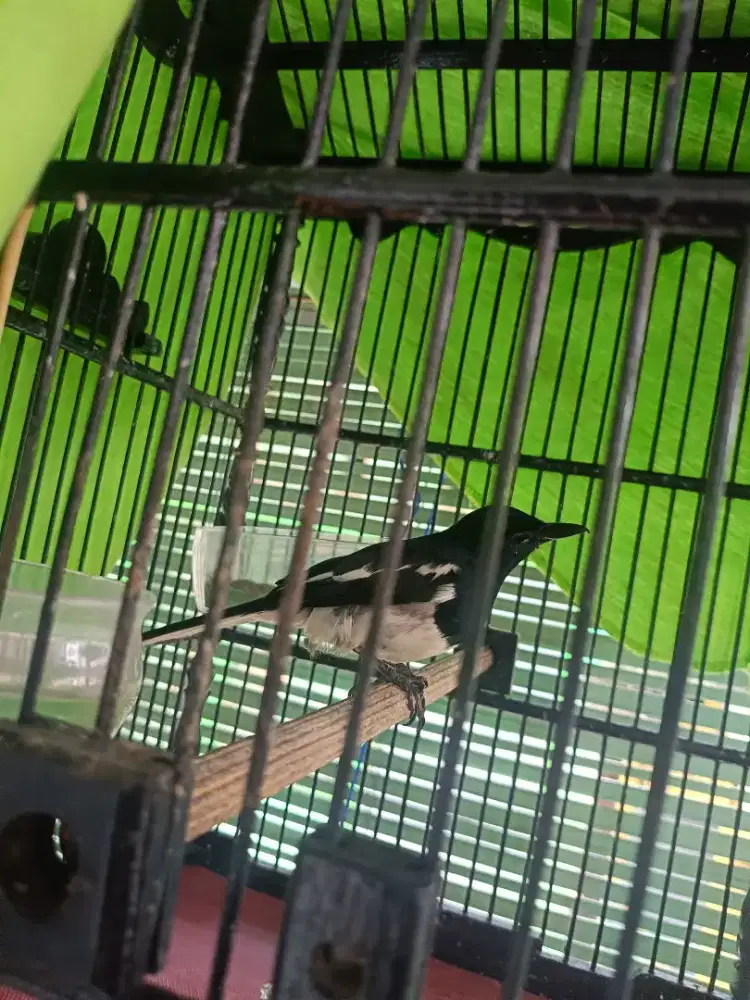 Kacer Kalimantan Kurang Jemur Burja